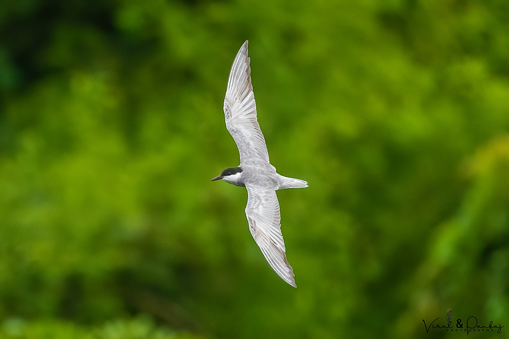Whiskered Tern